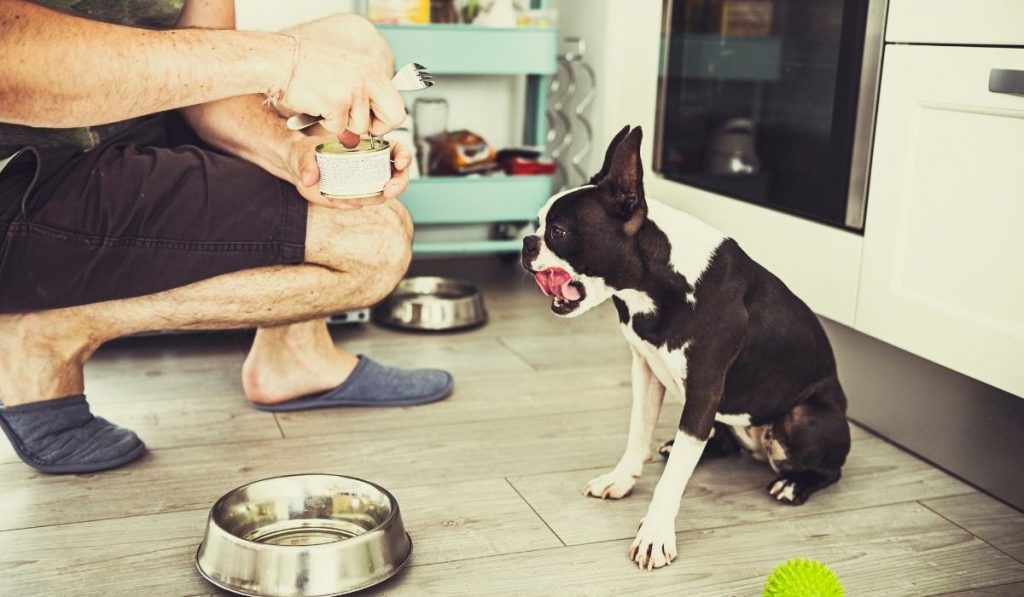 a man feeding a dog