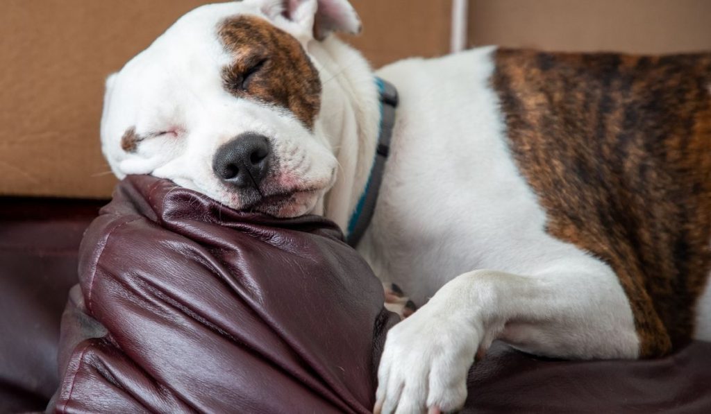 dog sleeping in a leather couch